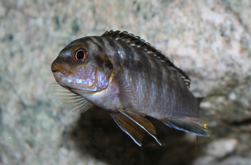 Pseudotropheus sp. 'polit' Lion's Cove